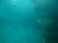 Beluga whale