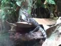 Alligator on a turtle