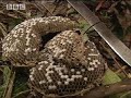 Smoking Out a Wasp Nest for larvae - Ray Mears Extreme Survival - BBC Smoking Out a Wasp Nest for larvae - Ray Mears Extreme Survival - BBC