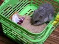 Popcorn in Easter Basket 1