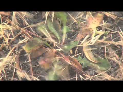 how to apply weed b gon max