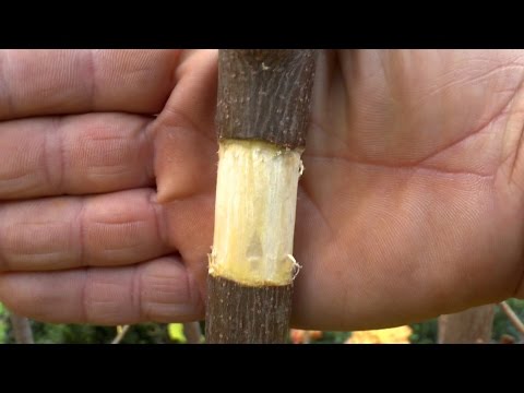 how to bonsai a tree