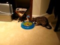 Long Overdue Video of Ebi!