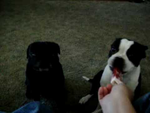 how to treat mmm in dogs