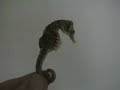 Patagonic Seahorse Patagonic Seahorse