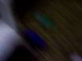 videos de kitties
