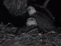 Owl Threatens Eaglets
