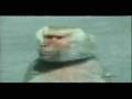 videos de How Baboons Think