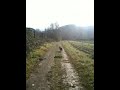 Maily, la mia border collie di 5 mesi