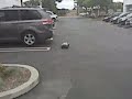 Click here to watch this video RC Car jump VID 00068.3GP