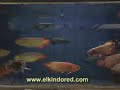 Super red arowana Elkindored Super red arowana Elkindored