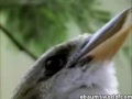 This bird has skills