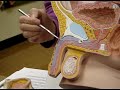 Male reproductive