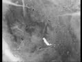 Thermal Image of a Cougar