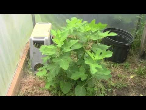 how to grow roma vf tomatoes