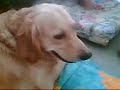 golden retreiver