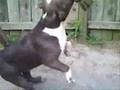 Southern Smoke Bullies Presents Jaega Razors Edge Gotti