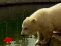 Polar Bear Cub Gets Warm Welcome in Germany Polar Bear Cub Gets Warm Welcome in Germany