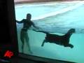 Raw-Video-Tigers-Swi