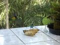 Meio Ambiente saíra sete cores IBP