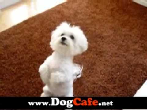 maltese