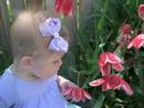 May 2008 Molly in the tulips May 2008 Molly in the tulips