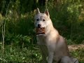 Due South fanvid - Hound Dog