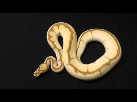 YouTube reptile video