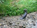 Trelissick Park in the Ngaio Gorge - Thumb #2
