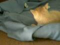 videos de Klee kai going nuts