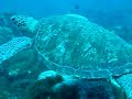 O mundo encantado das tartarugas O mundo encantado das tartarugas
