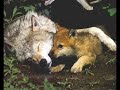 Wolves my imortalprewier