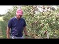 UMass Fruit Advisor - 09/02/08