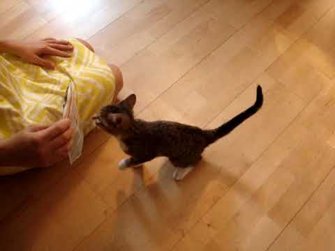Our new Kitten!!
