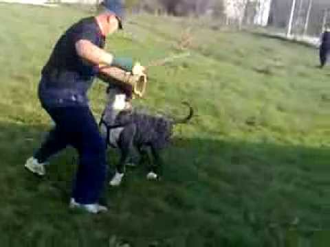 bandog