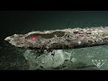 It sounds like a classic horror story—eyeless, mouthless worms lurk in the dark, settling onto dead animals and sending out green 