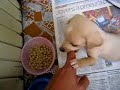 a cachorrinha mais carinhosa do mundo p.2 a cachorrinha mais carinhosa do mundo p.2
