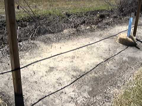 how to trellis a grape vine