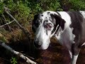 Great dane Papaya enjoying the river