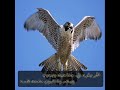 ومـن لايـقد المرجله مـاتقــده شيلة رائعه جدا