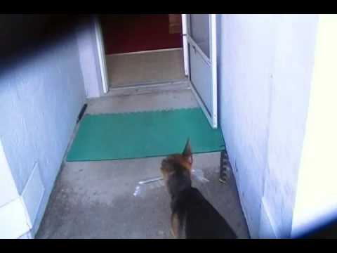 how to obtain papers for a dog