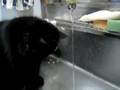 黒猫モモは