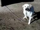 my dog toby