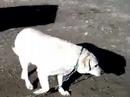 my dog toby
