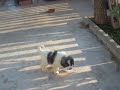 Cachorros mastín del pirineo con 6 semanas (30-11-09)