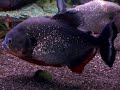 Big Piranha