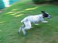 As The Dog As The Dog