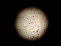 Squid Skin Under Microscope