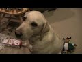hello. for this christmas i got a video camera and i made a television show this is my television show it is called dog time.