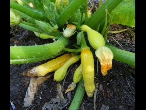 how to care for a zucchini plant